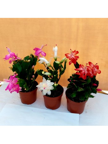 3 броя Коледниче schlumbergera 3 броя Коледниче schlumbergera
